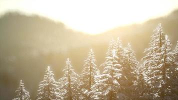 splendida scena di Natale nella foresta di montagna. alba invernale colorata video