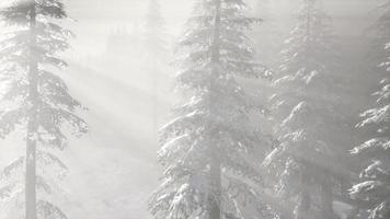 brouillard brumeux dans la forêt de pins sur les pentes des montagnes video