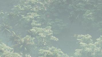 Fog covered jungle rainforest landscape video