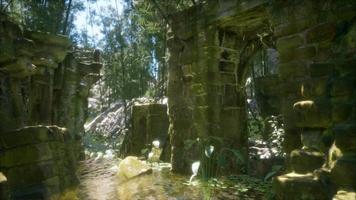 ruined ancient stone house overgrown with plants and ferns in dense green forest video