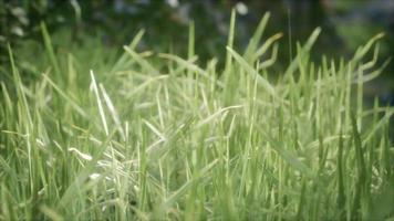 frisches grünes gras auf dem wald video