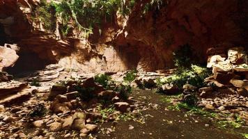 Blick von innen auf eine dunkle Höhle mit grünen Pflanzen und Licht am Ausgang video