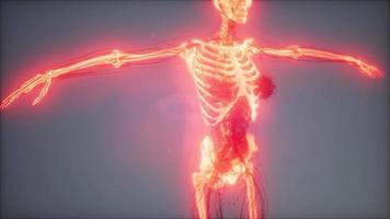 Transparent Human Body with Visible Bones video