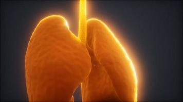 animação 3D de pulmões humanos video