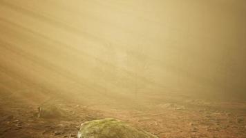 foresta autunnale e alberi nella nebbia mattutina video