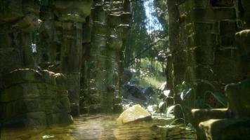 ancienne maison en pierre en ruine envahie de plantes et de fougères dans une forêt verte dense video