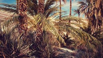 palm trees in the desert with sand dunes video