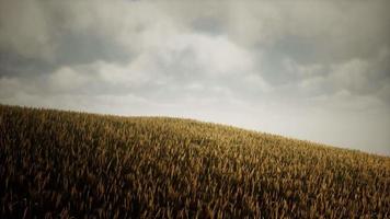 Dark stormy clouds over wheat field video