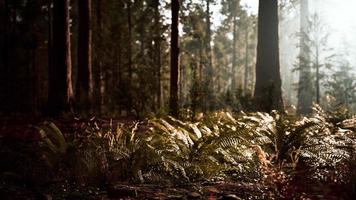 floresta alta de sequoias no parque nacional de yosemite video
