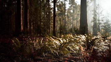 hög skog av sequoias i Yosemite nationalpark video