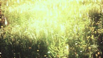 wilde Feldblumen bei Sommersonnenuntergang video