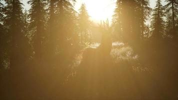 maschio di cervo nella foresta al tramonto video