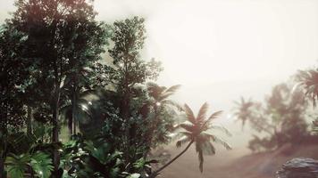 selva tropical de palmeras en la niebla video