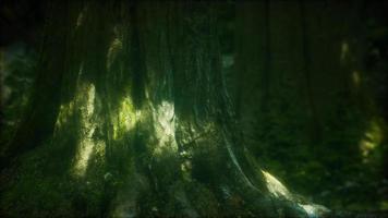 tree roots and sunshine in a green forest video