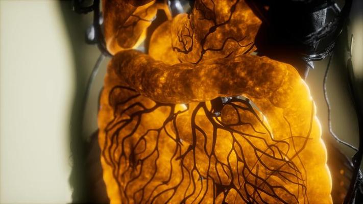 Mri Stock Video Footage for Free Download Biology Diagrams