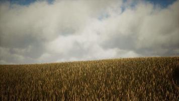 Dark stormy clouds over wheat field video