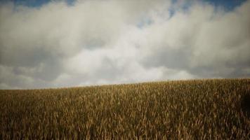 nuvens escuras de tempestade sobre o campo de trigo video