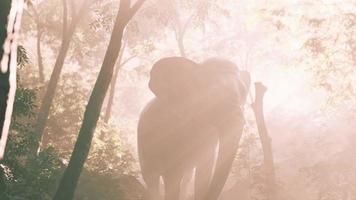 elephant in tropical forest with fog video