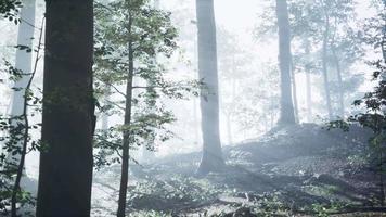 Sonniger Silhouettenwald mit Sonnenstrahlen durch Nebel video