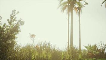 palmeiras tropicais e grama em dia ensolarado video