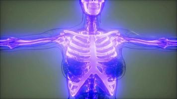 cuerpo humano transparente con huesos visibles video