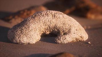 velho coral na praia de areia video