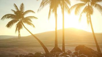 palmiers dans le désert au coucher du soleil video