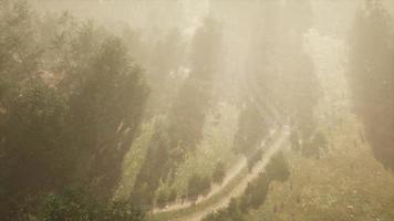 chemin de terre à travers la forêt de feuillus dans le brouillard video