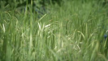 8K Bright spring grass field with sunlight video