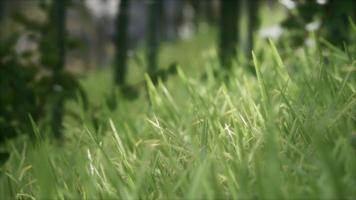 8K Bright spring grass field with sunlight video