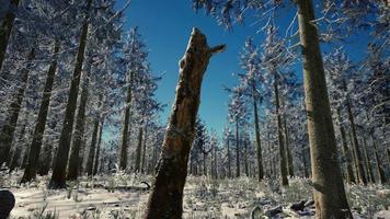 winter landscape with a coniferous forest in beams of sunset video