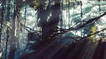 dimmig djungel regnskog i dimma video