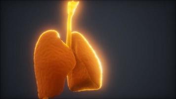 Animación 3d de pulmones humanos video