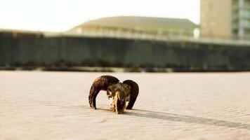 Nahaufnahme eines Schädels, der auf dem nassen Sand liegt video