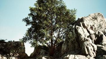 albero esotico su una scogliera vicino all'oceano video