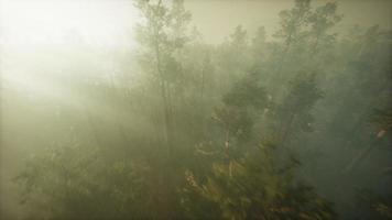 Drone breaking through the fog to show redwood and pine tree video