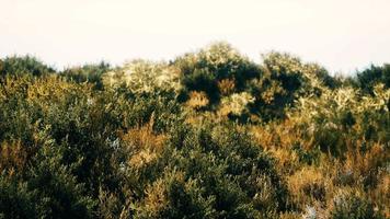 dried grass tufts on moorland video