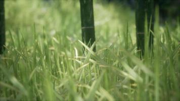 fresh green Grass on the forest video