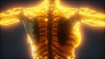 Colorful Human Body animation showing bones and organs video