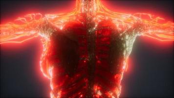 Colorful Human Body animation showing bones and organs video