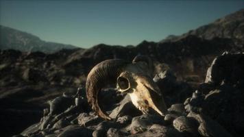 crâne de bélier mouflon européen dans des conditions naturelles dans les montagnes rocheuses