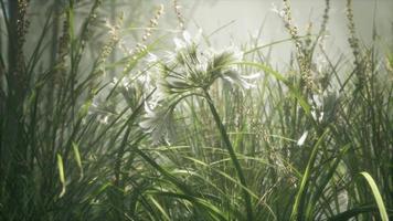 champ de fleurs d'herbe avec lumière douce du soleil pour le fond. video