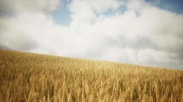 Ripe yellow rye field under beautiful summer sunset sky with clouds video