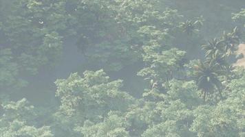 paesaggio della foresta pluviale della giungla coperto di nebbia video