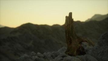 Dead pine tree at granite rock at sunset video