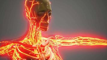 science anatomy of human Blood Vessels video