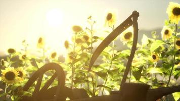 old vintage style scythe and sunflower field video
