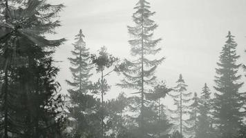 dimmig nordisk skog tidigt på morgonen med dimma video