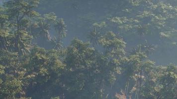 paesaggio della foresta pluviale della giungla coperto di nebbia video