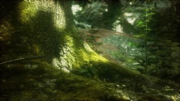 tree with moss on roots in a green forest video